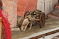 VBS_8394 - Presepe Chiesa di Martinetta Natale 2024